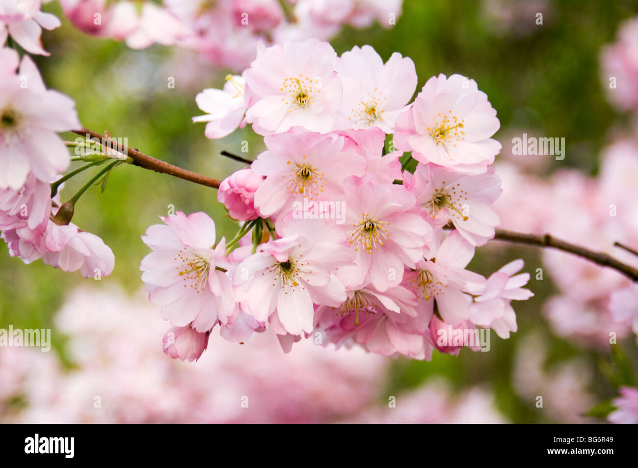 PRUNUS `ACCOLADE`, FLOWERS, WISLEY GARDENS, SURREY. Stock Photo